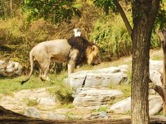 -北京野生动物园