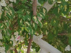 -亚龙湾国际玫瑰谷