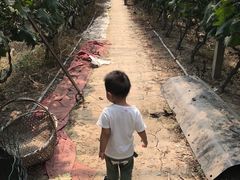 -马陆小张葡萄园农家乐