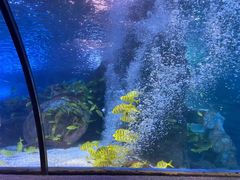 -太平洋海底世界