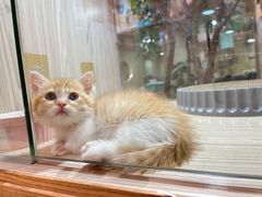 -屋虎猫馆(宝安大仟里店)