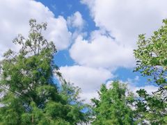 -黄海国家森林公园