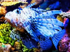 -上海海洋水族馆