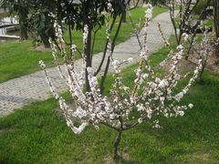 -陈家山荷花公园