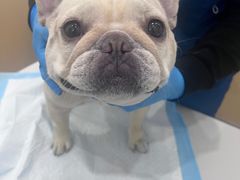 -爱侣宠医·鹦鹉专科·小型哺乳类·异宠专科(灵石路店)