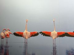 -罗红摄影艺术馆