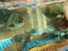 -祈胜邨•顺德鱼生•顺德菜(容桂店)