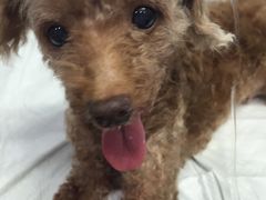 -爱侣宠医·鹦鹉专科·小型哺乳类·异宠专科(灵石路店)