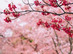 -上海辰山植物园