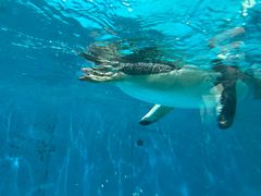 -泉城欧乐堡海洋极地世界