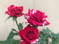 -留香花园(淮海街商业街店)