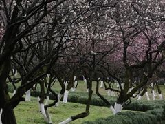 -杭州植物园