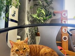 -东方名猫馆·英短金渐层布偶猫舍(环线广场1号楼店)