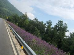 -武陵山森林公园