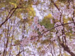 -高东镇樱花园