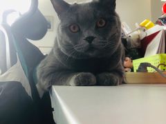 -喵百万·布偶·蓝金金渐层英短·猫舍(百子湾店)