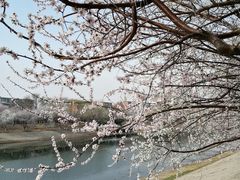 -桃花堤公园