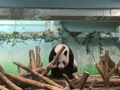 -成都大熊猫繁育研究基地
