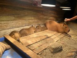 -Zoolung Zoolung动物主题公园(海信广场店)