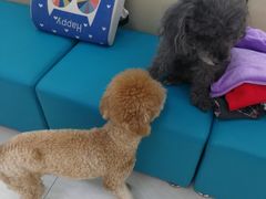 -美联众合动物医院·24h京西诊疗中心