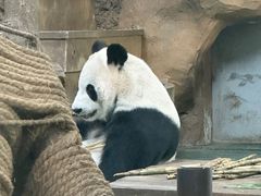 -成都动物园