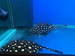 -御唐府海珊瑚主题餐厅