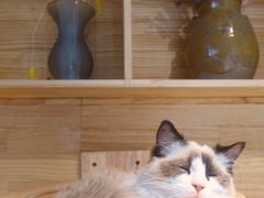 -喵屿·大理花园猫咖