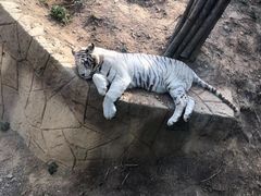 -大连森林动物园