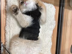 -袖虎·猫馆(体育西路店)