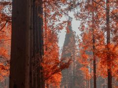 -黄海国家森林公园