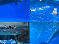 -海合安成都极地海洋公园