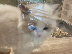 -飞行喵MR PILOT|猫舍·猫咖(静安大融城店)