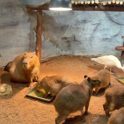 -Zoolung Zoolung动物主题公园(海信广场店)