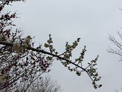 -香雪海