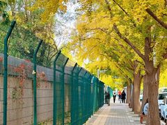 -三里屯东五街银杏大道
