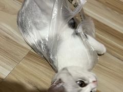 -博特宠物医院24h犬猫全科.骨科·异宠