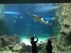 -悉尼海洋生物水族馆