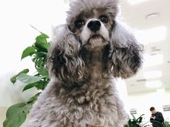 -美联众合动物医院·24h转诊中心