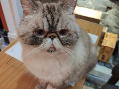 -猫色咖啡·猫咖