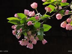 -海棠花溪(元大都城垣遗址公园)