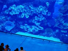 -迪拜水族馆及水下动物园