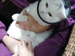 -美联众合宠物医院·爱萌分院·内外科·猫科中心