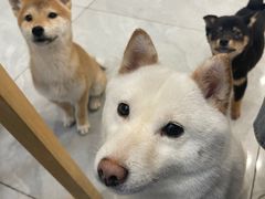 -柴犬小屋·柴餐厅·狗咖食堂(金鼎广场店)