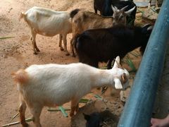 android_upload_pic-广东茂名森林公园