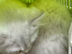 -艾吉宠物医院·疑难杂症转诊中心·猫友好(碧江路院)