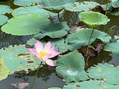 -广州神农草堂中医药博物馆