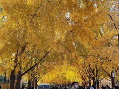 -三里屯东五街银杏大道