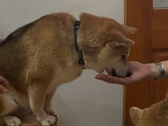 -是阿柴呀！柴犬咖啡·爱喵喵猫咖