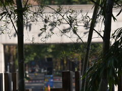 -绿雪芽白茶(浙大华家池校区凯旋路店)