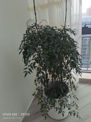 -HEYAN荷妍专业脱毛连锁机构